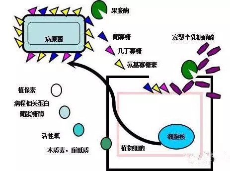 氨基寡糖素 - 植物的免疫衛(wèi)士，根結線蟲的克星