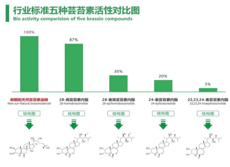 小麥拌種選新朝陽天然蕓苔素，讓小麥高產贏在起跑線上?。ㄐ←溤谑裁磿r候用蕓苔素效果最佳）